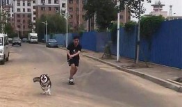 南京爆料二哈合伙人視頻,萌寵日常笑料連連