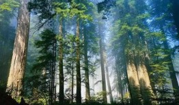 老林爆料知名教練視頻,老林獨家爆料，健身界風云再起