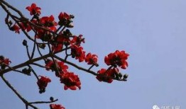 深圳木棉花爆料案件最新,揭開娛樂圈潛規則黑幕