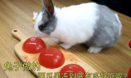 娛樂吃瓜小兔子小說,小兔子吃瓜記