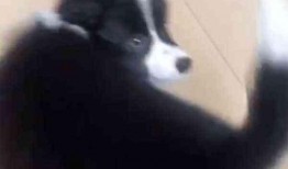 網(wǎng)友爆料邊牧犬的視頻,聰明邊牧犬的日常生活瞬間