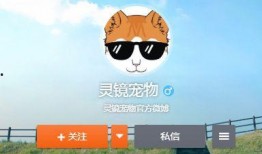 寵物爆料博主視頻在線觀看,視頻背后的真實故事