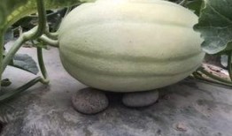 免費吃瓜入口怎么找不到,探尋網絡神秘現象背后的真相