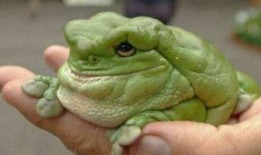 網紅蛙吃瓜視頻,揭秘娛樂圈幕后真相