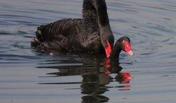 黑天鵝娛樂爆料,揭秘娛樂圈不為人知的驚天秘密