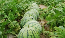 大瓜爆料視頻綠瓜,大瓜爆料視頻背后的真相與內幕