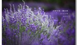 薰衣草免費觀看在線觀看,在線觀看指南