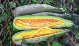 網紅吃瓜渠道,幕后真相大曝光！