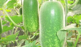 網(wǎng)紅同款吃瓜圖片大全,盤點熱門美食瞬間