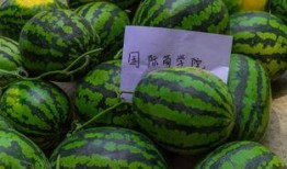 復旦大學網紅吃瓜,揭秘校園熱點背后的故事