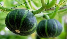 網(wǎng)紅同款吃瓜圖片大全,盤點熱門美食瞬間