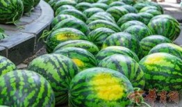 復旦大學網紅吃瓜,揭秘校園熱點背后的故事