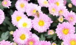 深圳木棉花爆料案件最新,揭開娛樂圈潛規則黑幕